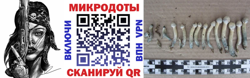 Купить  Ужур  Псилоцибиновые грибы Magic Shrooms 